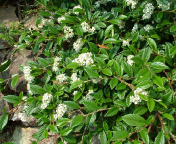 COTONEASTER SALIC. PARKTEPPICH