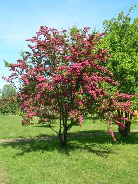 CRATAEGUS LAEV. PAUL'S SCARLET