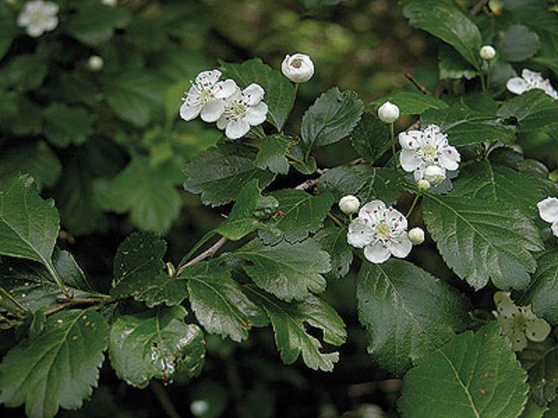 CRATAEGUS LAVALLEI CARRIEREI
