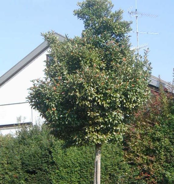 CRATAEGUS LAVALLEI CARRIEREI