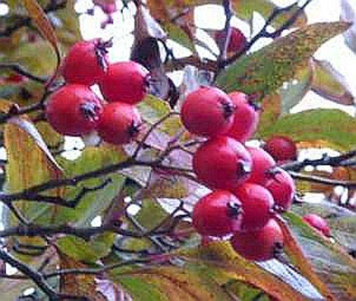 CRATAEGUS LAVALLEI CARRIEREI