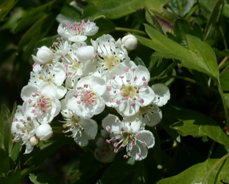 CRATAEGUS MONOGYNA