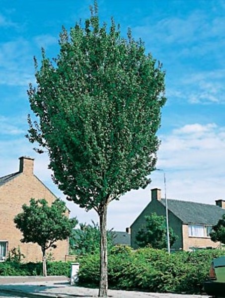 CRATAEGUS MONOGYNA STRICTA