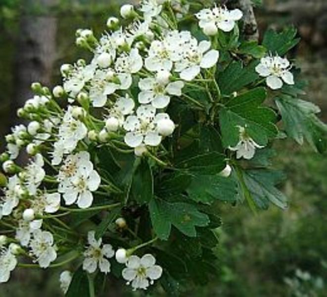 CRATAEGUS MONOGYNA STRICTA