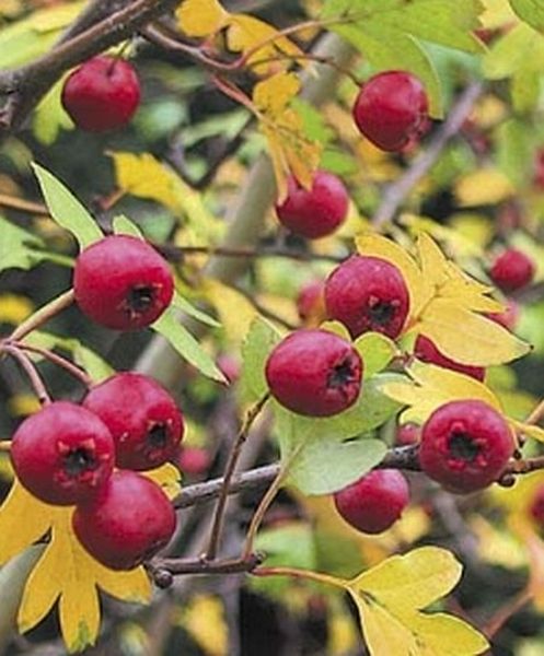 CRATAEGUS MONOGYNA STRICTA
