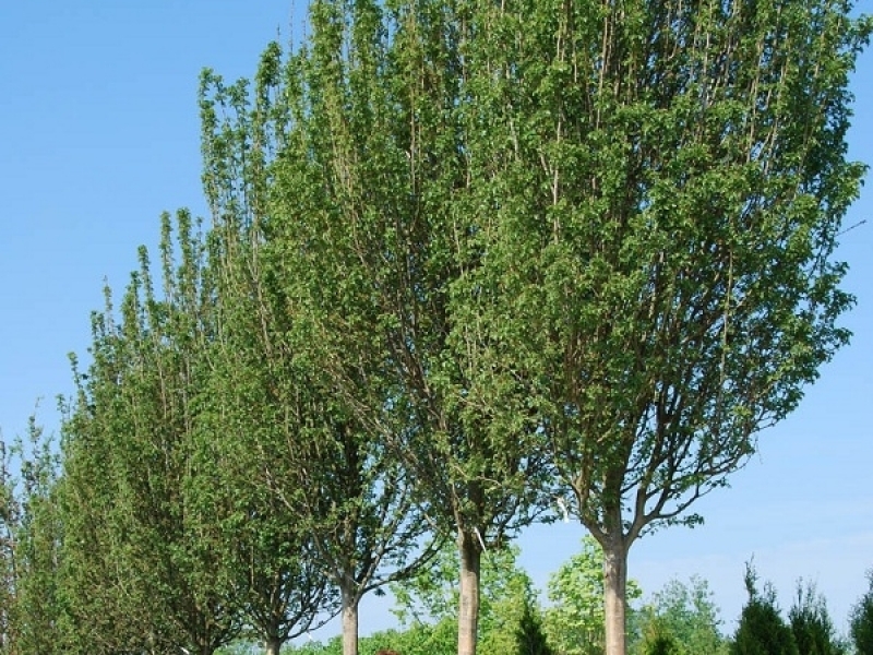 CRATAEGUS MONOGYNA STRICTA