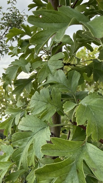 CRATAEGUS MONOGYNA STRICTA
