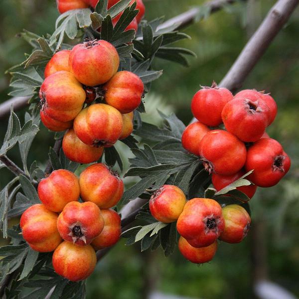 CRATAEGUS ORIENTALIS