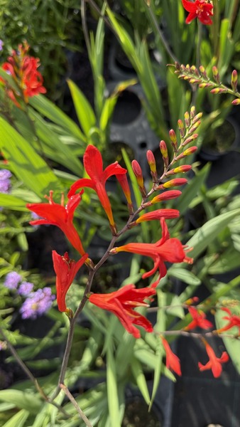 CROCOSMIA BABYLON