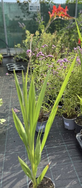 CROCOSMIA BABYLON