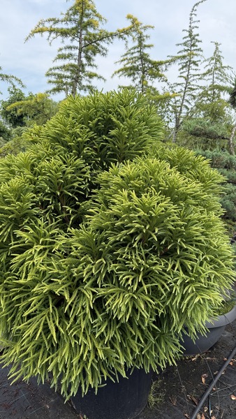 CRYPTOMERIA JAP. GLOBOSA NANA