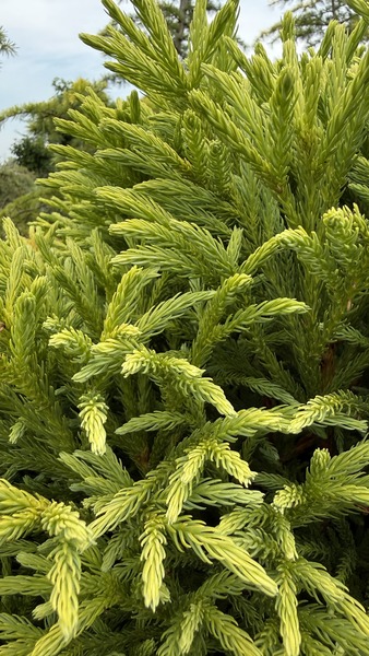 CRYPTOMERIA JAP. GLOBOSA NANA