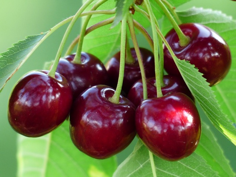 PRUNUS AVIUM