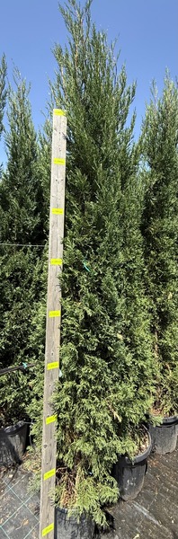 CUPRESSOC. LEYL. PYRAMIDALIS