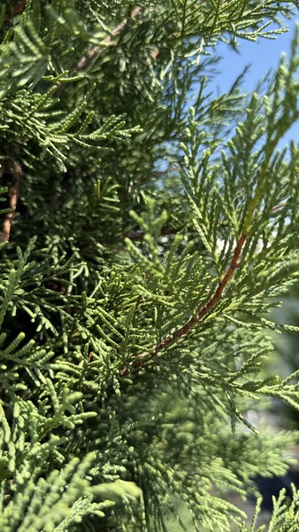CUPRESSOC. LEYL. PYRAMIDALIS