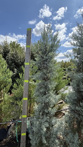 CUPRESSUS ARIZONICA FASTIGIATA