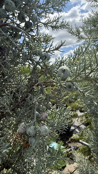 CUPRESSUS ARIZONICA FASTIGIATA