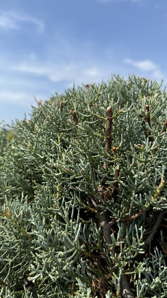 CUPRESSUS ARIZONICA FASTIGIATA