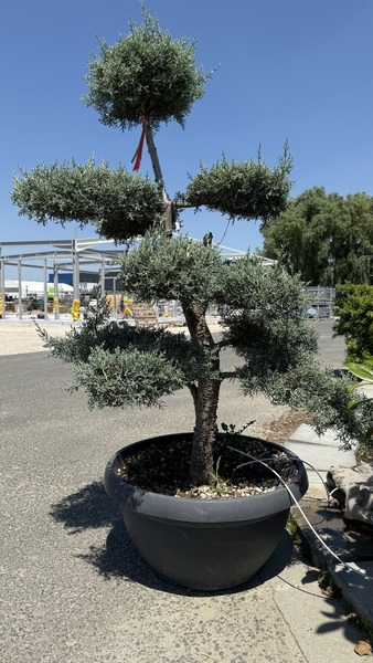CUPRESSUS ARIZONICA FASTIGIATA