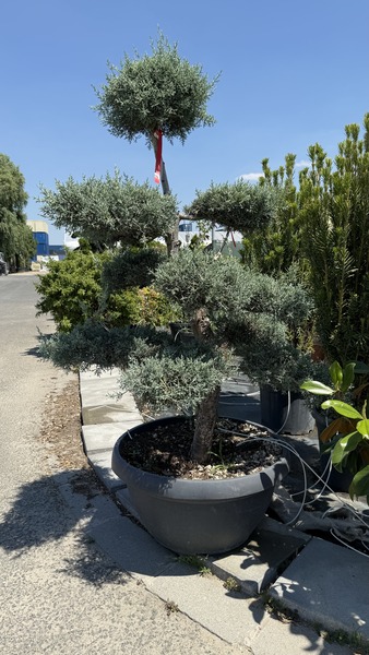 CUPRESSUS ARIZONICA FASTIGIATA