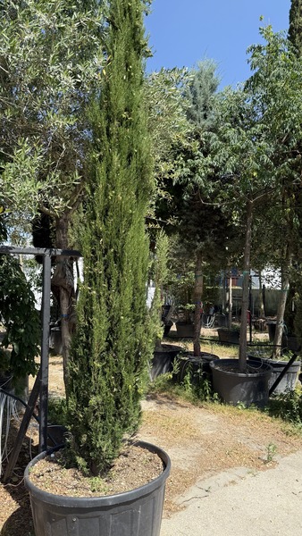 CUPRESSUS SEMP.