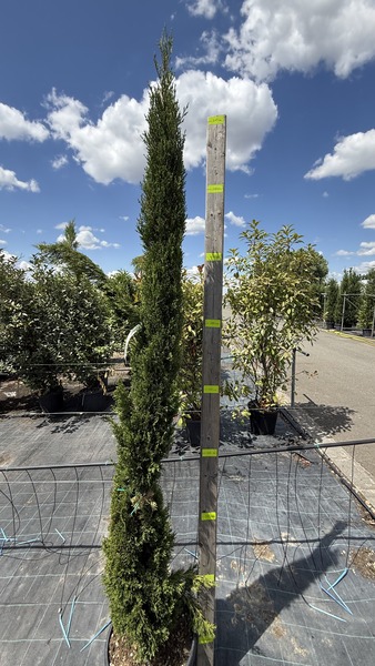 CUPRESSUS SEMP. PYRAMIDALIS
