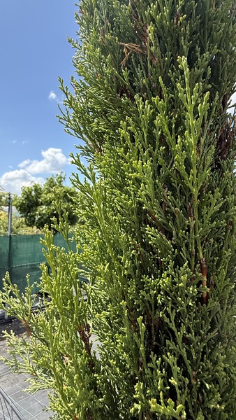 CUPRESSUS SEMP. PYRAMIDALIS