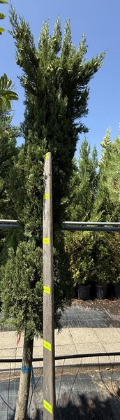 CUPRESSUS SEMP. PYRAMIDALIS