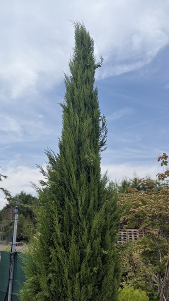 CUPRESSUS SEMPERVIRENS