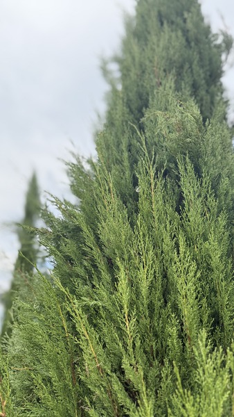 CUPRESSUS SEMPERVIRENS