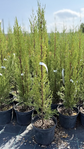 CUPRESSUS SEMPERVIRENS STRICTA