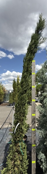 CUPRESSUS SEMPERVIRENS STRICTA