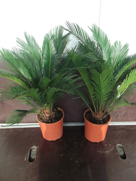 CYCAS REVOLUTA