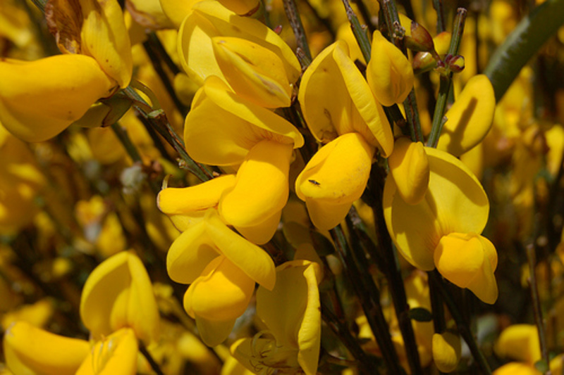 CYTISUS SP.