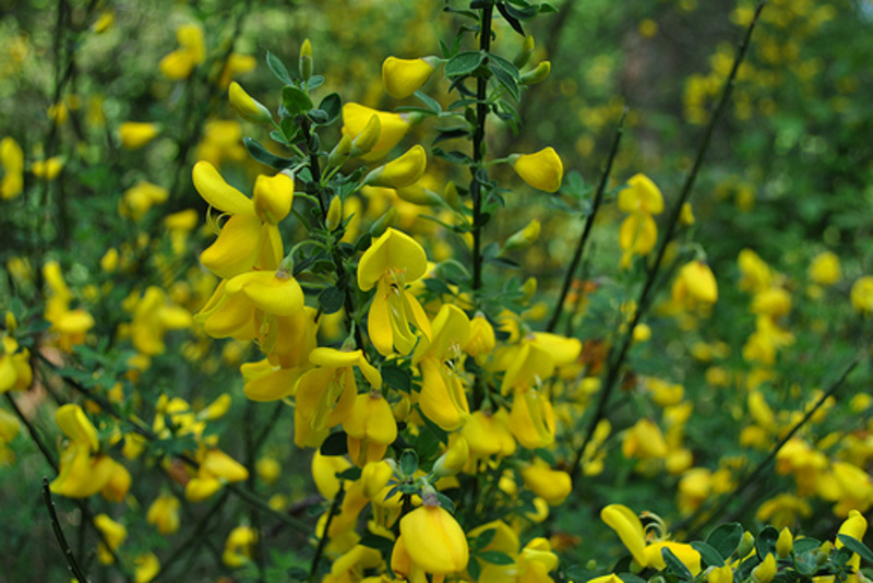 CYTISUS SP.