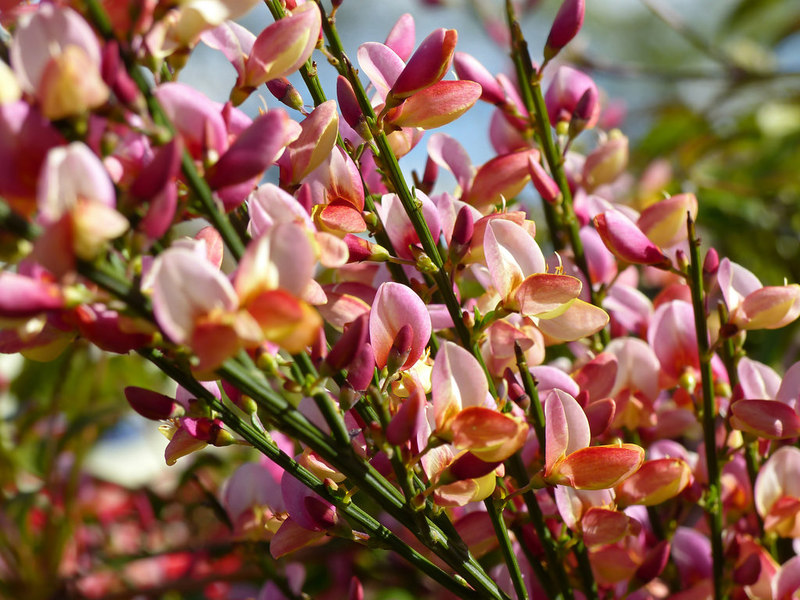 CYTISUS SP.