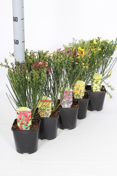 CYTISUS SP.