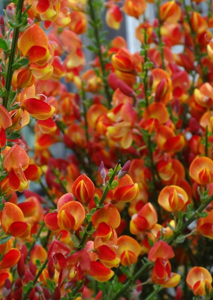 CYTISUS SP.