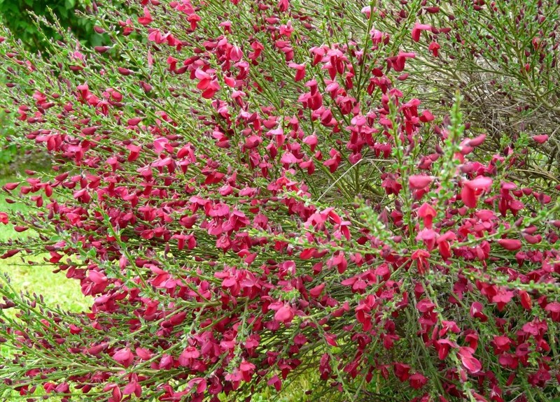 CYTISUS SP.