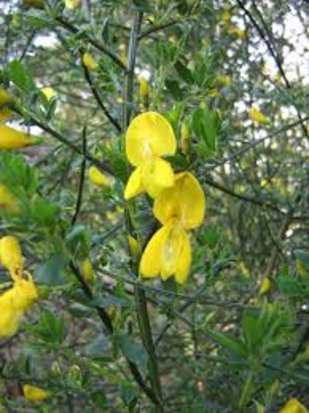 CYTISUS SP.