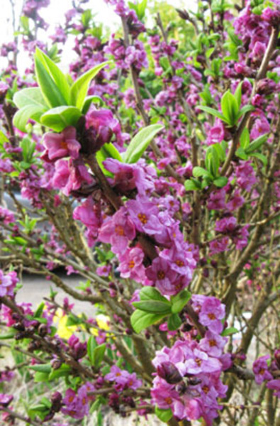DAPHNE MEZEREUM RUBRA