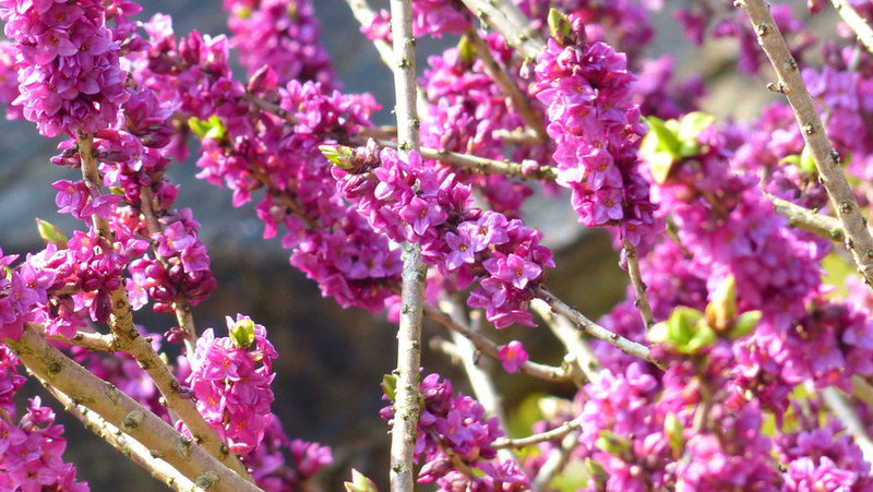 DAPHNE MEZEREUM RUBRA