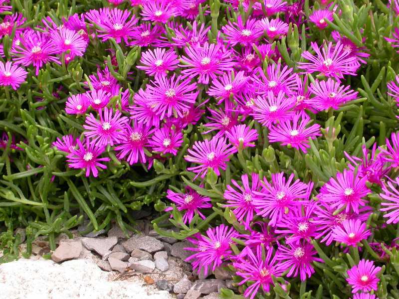 DELOSPERMA COOPERI