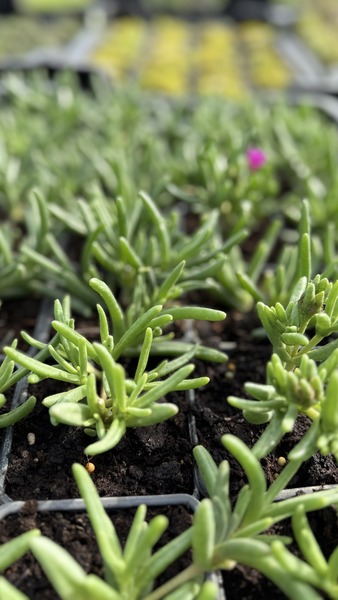 DELOSPERMA COOPERI