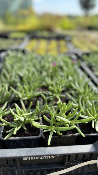 DELOSPERMA COOPERI