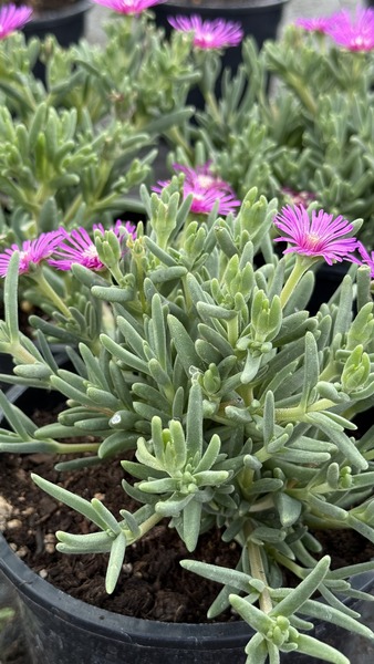 DELOSPERMA COOPERI