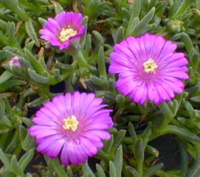 DELOSPERMA ECKLONIS