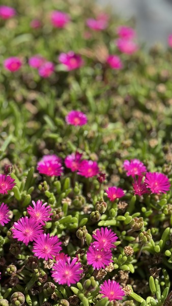 DELOSPERMA ICE CREAM FUCHSIA