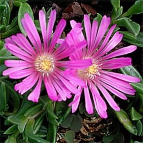 DELOSPERMA JOHN PROFITT