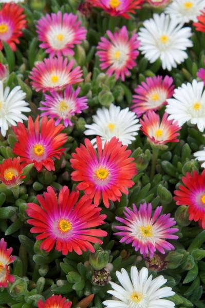 DELOSPERMA MIX